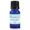 Eucalyptus Globulus Essential Oil - 10ml — Youngevity Single Oils